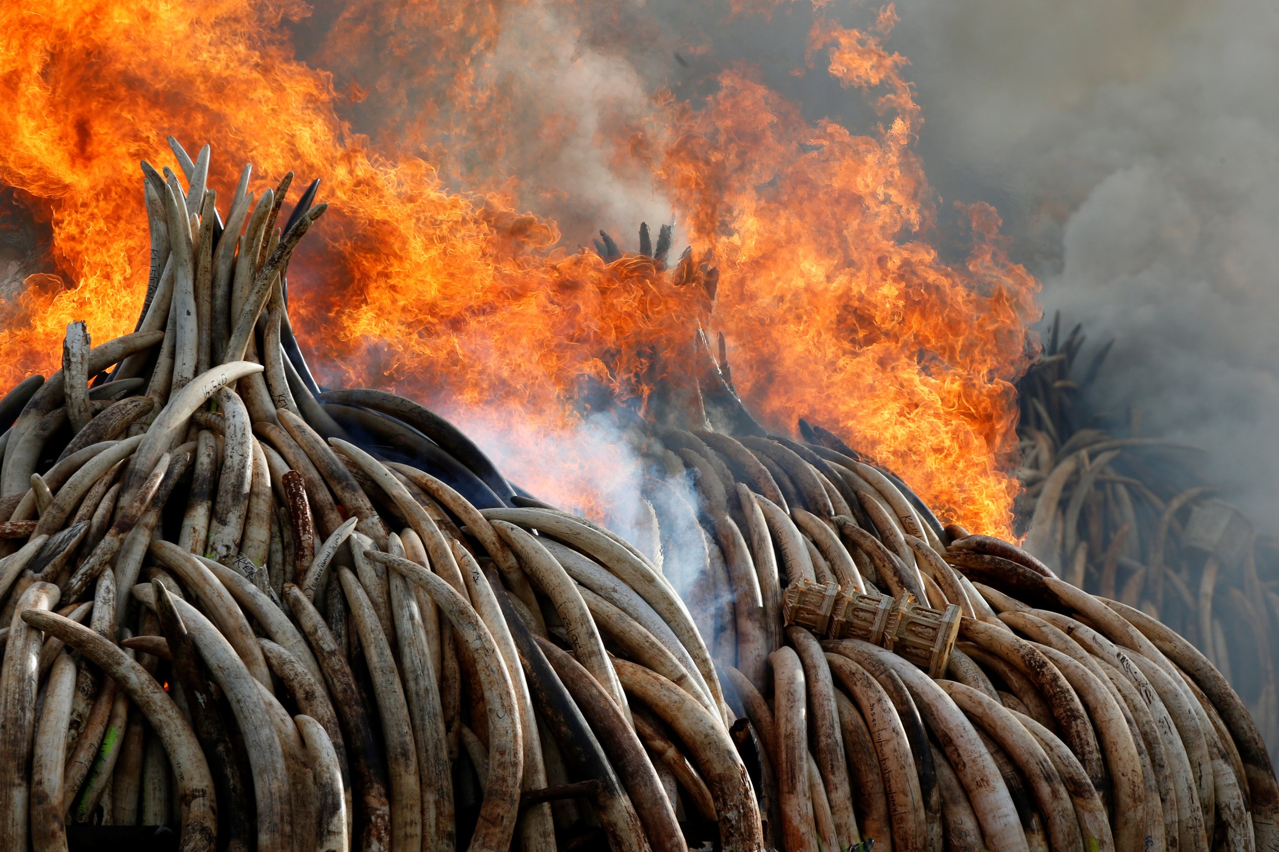 Kenya Ivory Burn Controversy: Why Botswana Boycotted The Historic ...