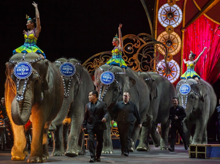 circus elephants