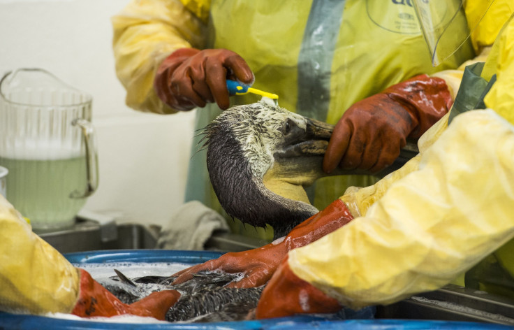 California Oil Spill Birds