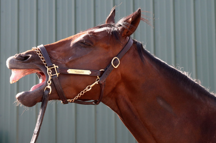 nyquist 2016 preakness