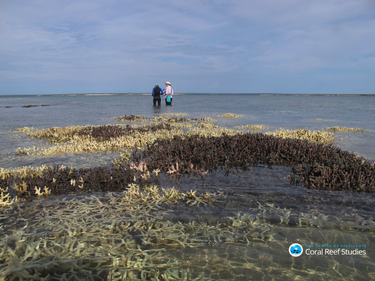 Surveying dead coral in shallow waters at Cygnet Bay Western Australia April 2016 Credit Chris Cornwall