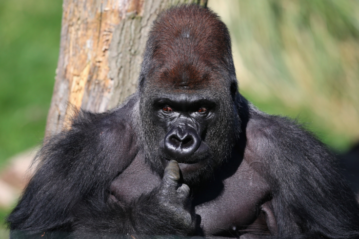 Gorilla