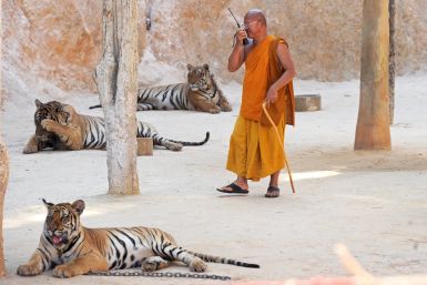 thai tigers monk