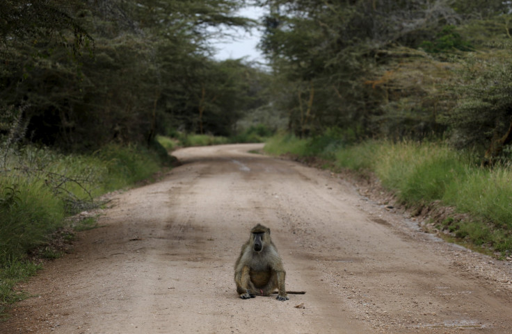 monkey kenya