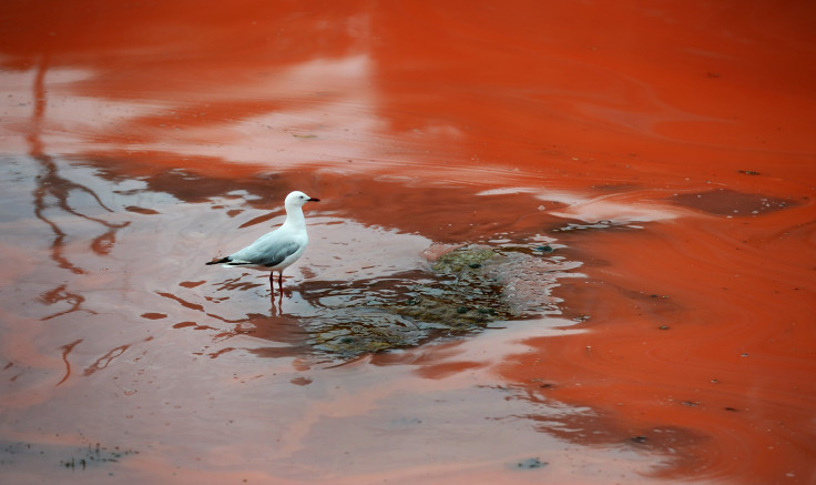 Algae Bloom