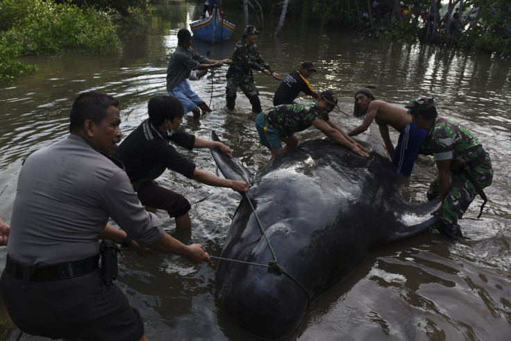 Whales Stranded in Indonesia