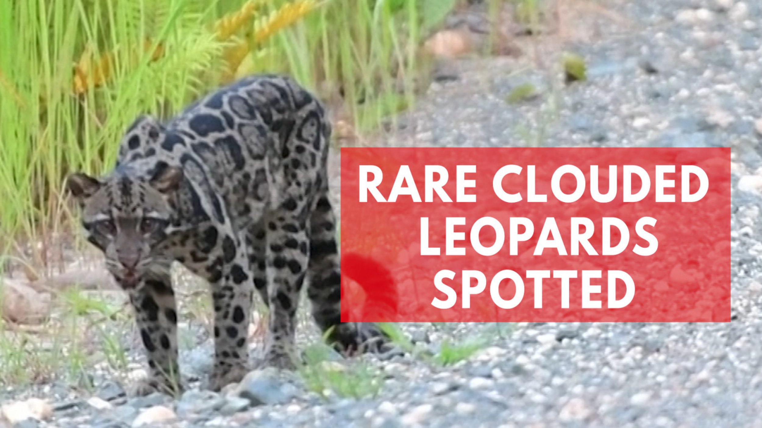 Rare Bornean Clouded Leopards Caught On Camera In Malaysian Reserve