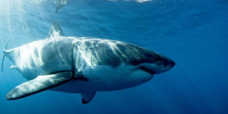 Shark Week 2016 Megalodon