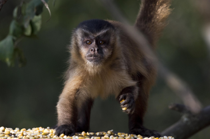 CapuchinMonkey