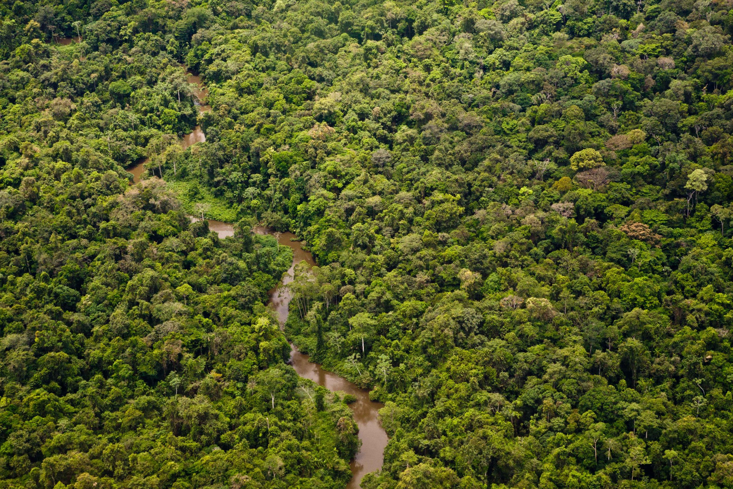 Amazon Rainforest’s Tree Species Documented Over 300 Years, Nearly