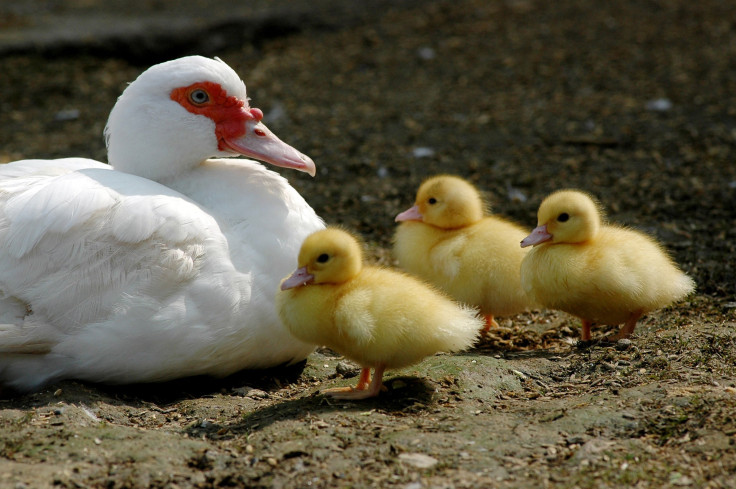 ducklings