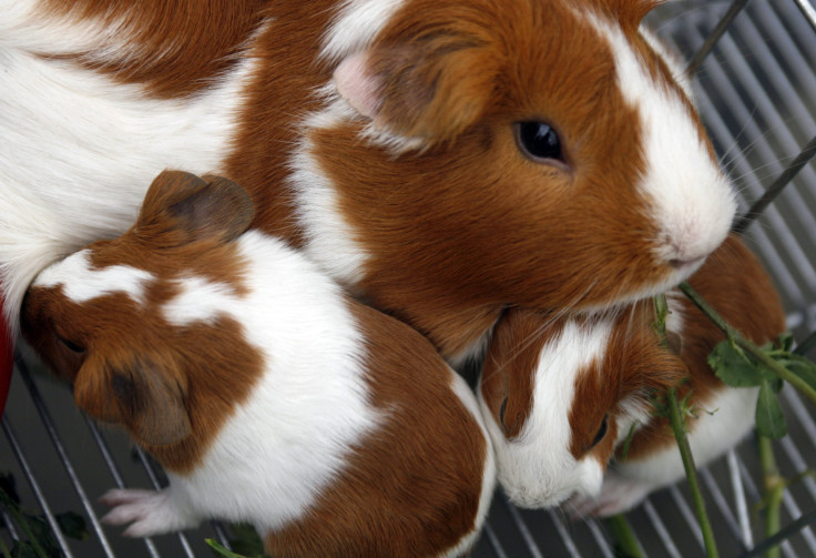 Michigan teens charged for guinea pig death