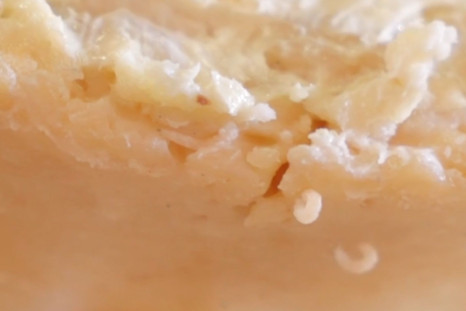 Rotting Italian Cheese (Casu Marzu)