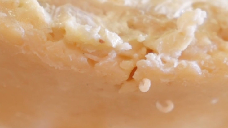 Rotting Italian Cheese (Casu Marzu)