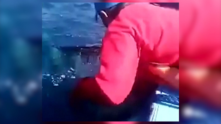 Peru Baby Whale Rescue