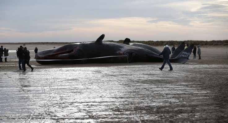 New species of beaked whale