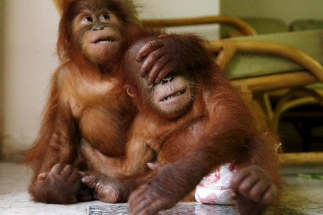 Speech-Evolution-Human-Study-Orangutan-Rocky-Research