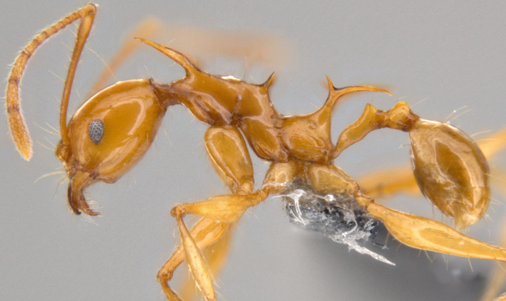 2016-06-17-Pheidole-viserion-side-view