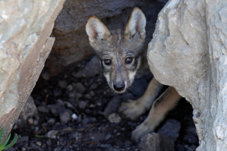 Only Gray wolf indigenous to North America