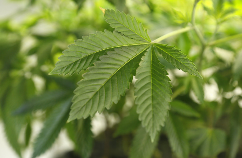 Synthetic-Weed-Liquid-Marijuana-FDA-Approved-2016