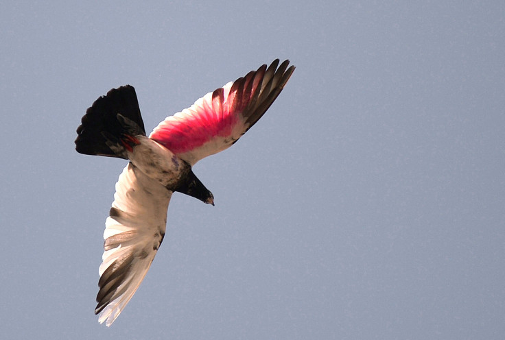 Birds sleep mid-flight