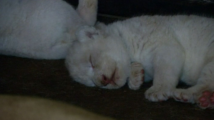 White Lions Born In Georgia