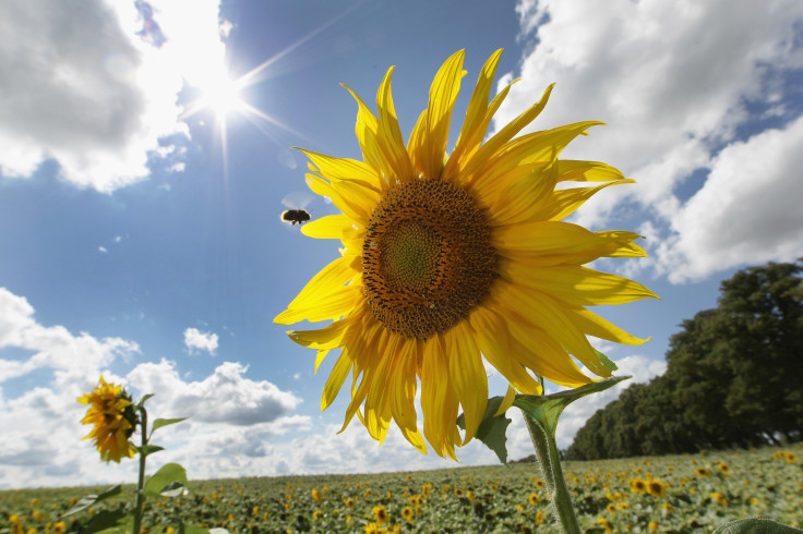 sunflowers