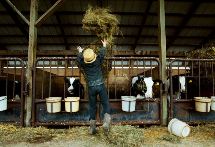 Amish children and asthma