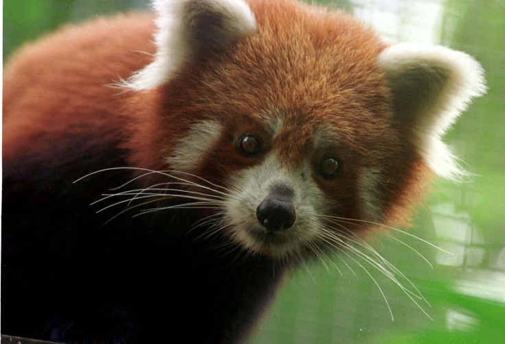 red panda (aw)