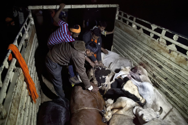 Cow vigilantes unload animals