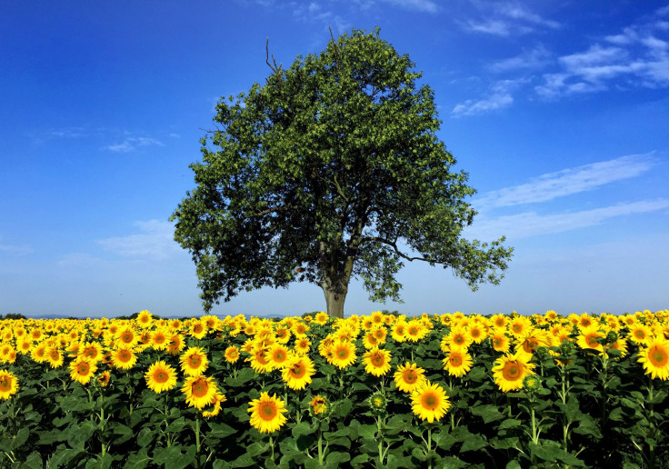 sunflowers dancing