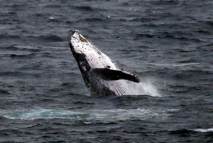 Humpback-Whales-Noise-Pollution-Study