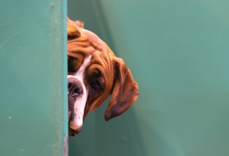 dog
