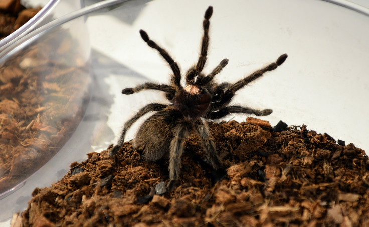 tarantula