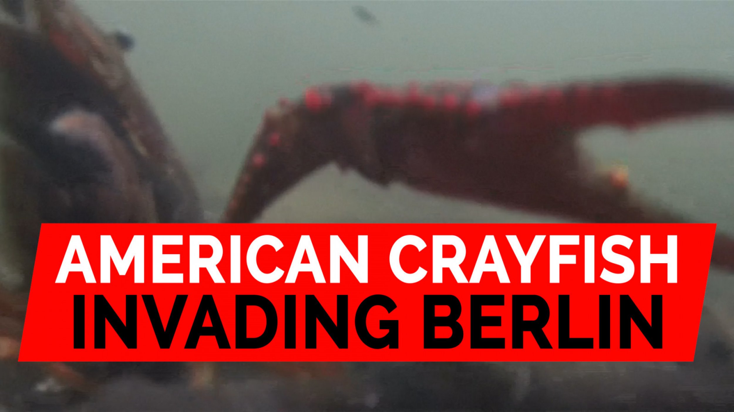 American Louisiana Crayfish Invade Berlin Park
