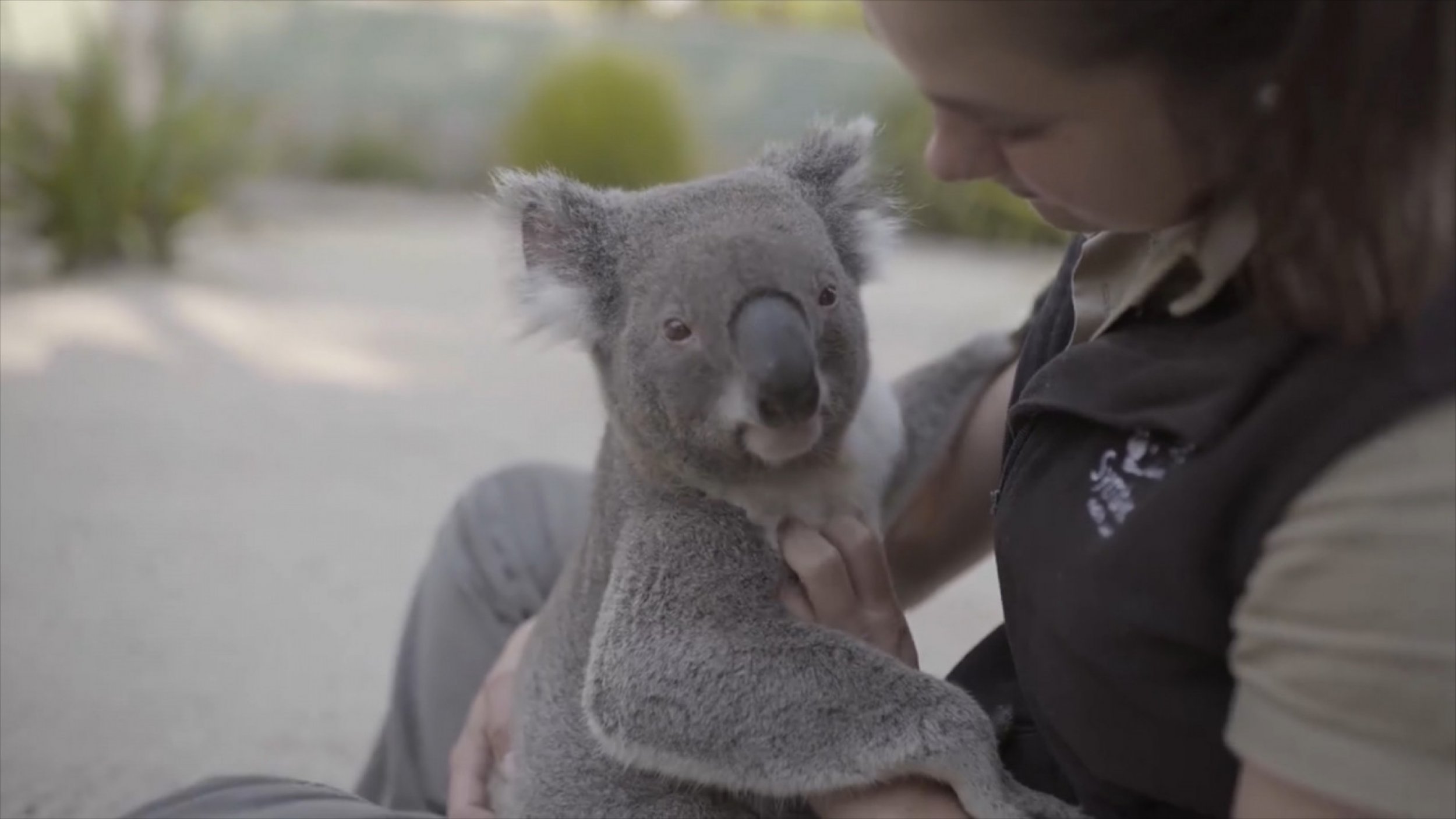 These Koalas Love Getting Massages