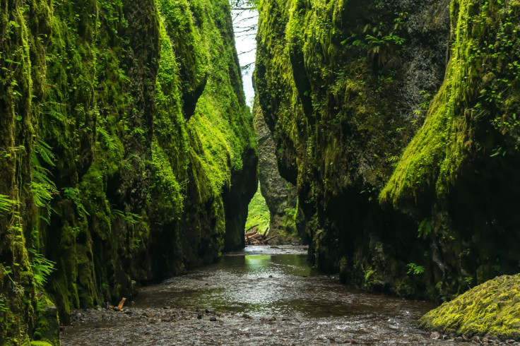 Oxygen-On-Earth-Moss