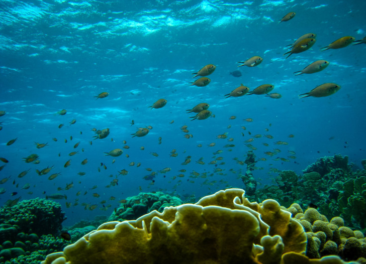 corals and fish