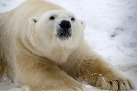 Polar-Bear-Preservation-Solution-Microchip-Smuggling
