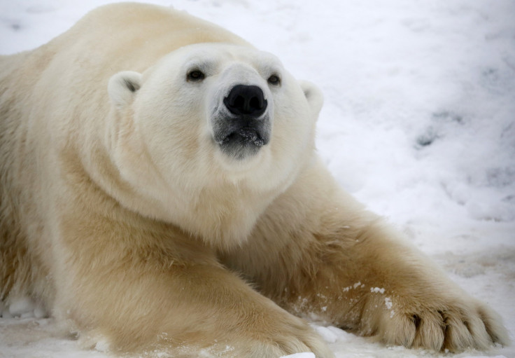 Polar-Bear-Preservation-Solution-Microchip-Smuggling