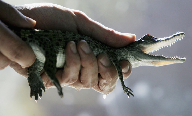 Crocodiles in Australian school