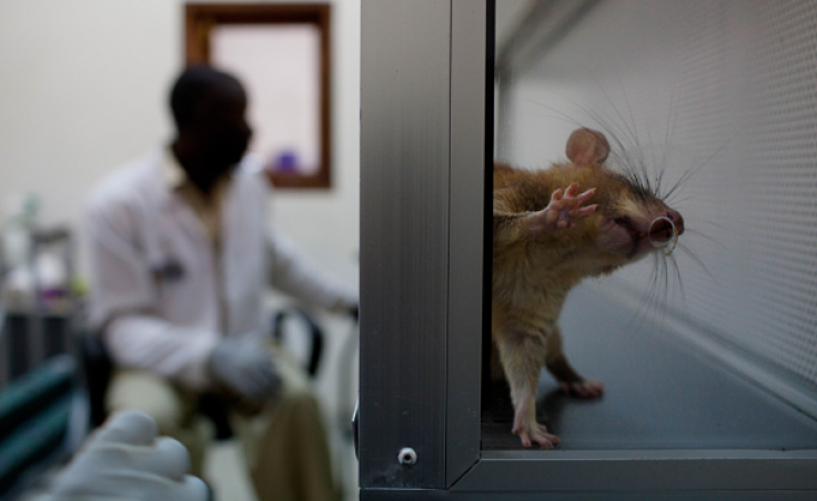 A baby giant African pouch rat looks for its reward in an opening of a lab training box Belgian in NGO in Morogoro, Tanzania on October 27, 2010