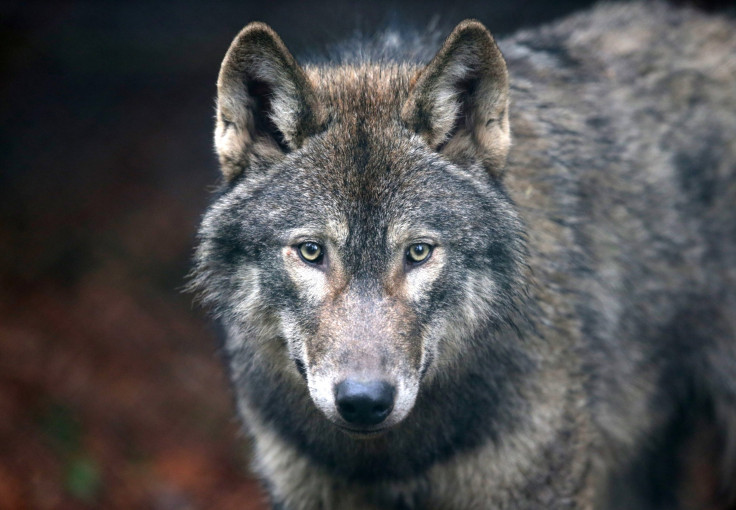 wolf killings