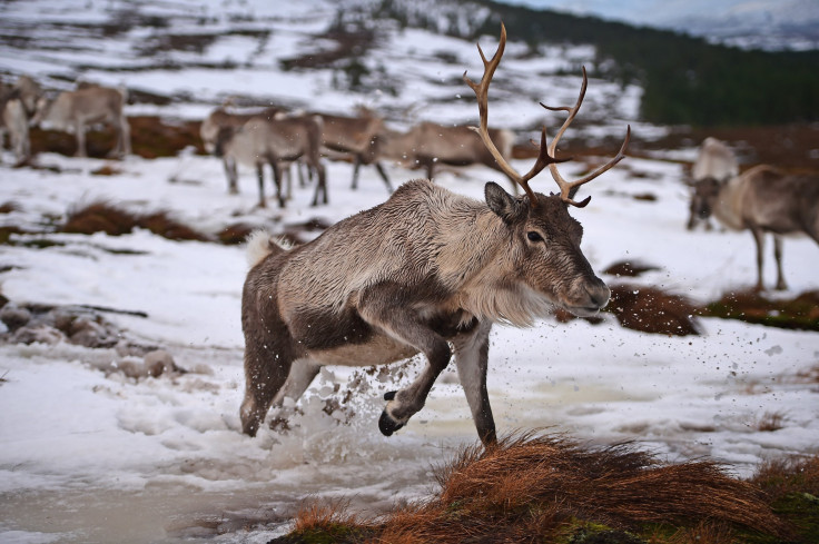 lightning strike kills reindeer