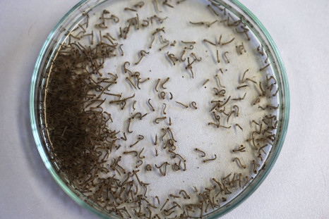 Female mosquitoes can pass Zika to offspring