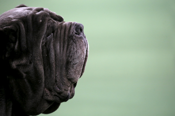 Bolivian pup is considered the "luckiest dog alive" after avoiding death on a racetrack.