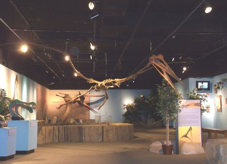 Pterosaurs