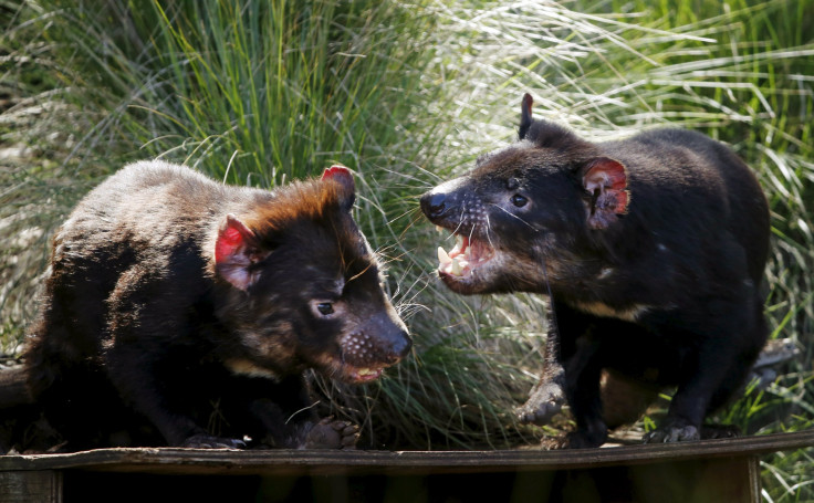 Tasmanian Devils beating cancer