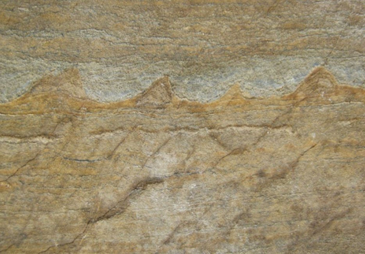 oldestfossil-greenland