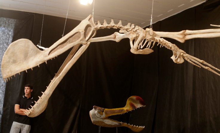 Paleontologist have discovered a new species of pterosaur in Patagonia.